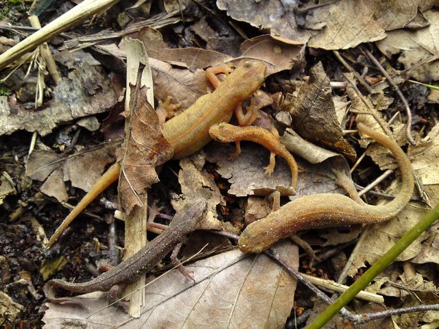 2009 Crapaudrome de Guiperreux 32